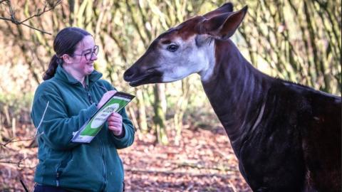 Woman in green coat holding a clipboard a large brown okapi stands to her right.