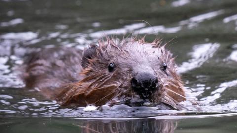 beaver in water
