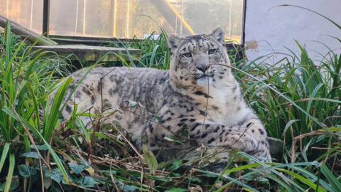 Tara the snow leopard sitting in tall grass in her enclosure. She has white fur with black and grey markings and her front paws are crossed in front of her.