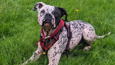 Patch lying down in a field