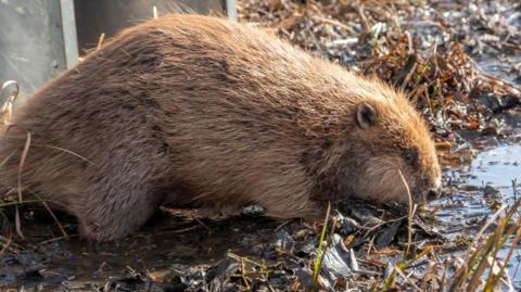 Beaver at Insh Marshes 