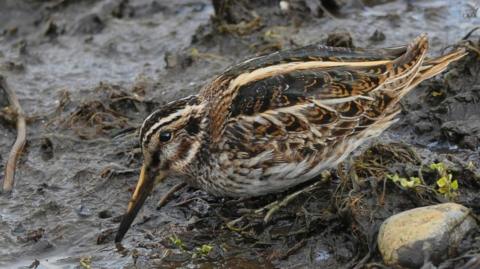 A small brown and white jack snipe with long brown beak sitting in mud