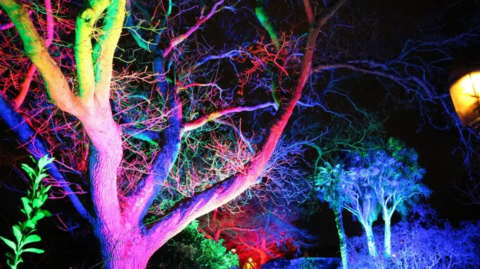 A wide shot of several trees illuminated with lights ranging from blues and purples, to reds and greens.