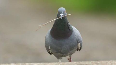 A pigeon with a twig in its beak