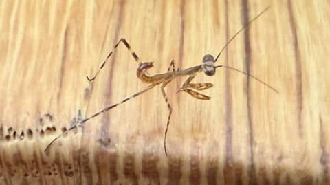 A close up of the insect standing on a piece of wood. It is small and skinny with long legs and antenna.