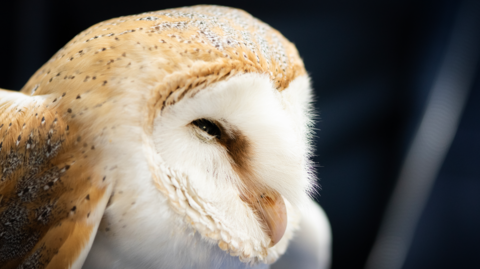 A close-up of a barn owl's face