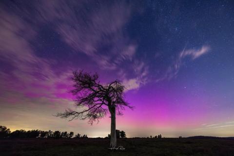 The silhouette of a tree against a purple starry sky with a couple of white streaks shooting across it.