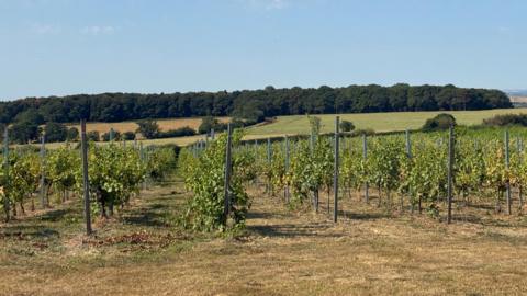A picture showing rows of green vineyard trees growing on a farm. Lines of trees can be seen in the distance.