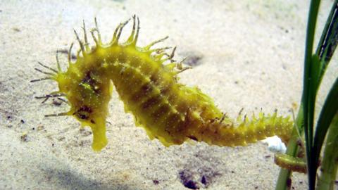 The long snouted seahorse is a small green coloured seahorse with light brown spines and is on white sand beside green grass.