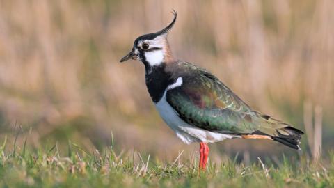 A lapwing, with orange legs and a curly crest