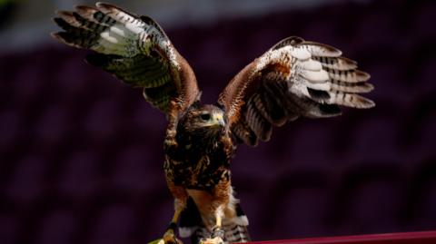 Hawk at Tynecastle
