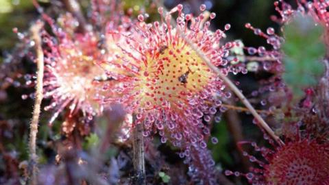 A round-leaved sundew plant- which has a yellow centre with lots of long pink tentacle-like fibres coming off it. Each fibre has a drop of liquid on the end. 