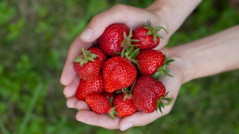 Hands cup a bunch of ripe strawberries