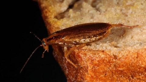 The German cockroach. It has a shiny brown body, long legs and antennae. It is sitting on a piece of bread
