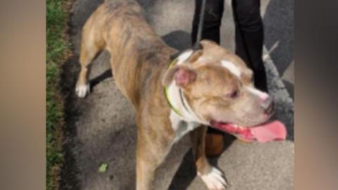 A brown and white-coloured XL bully which allegedly attacked a French Bulldog. Its tongue is sticking out.