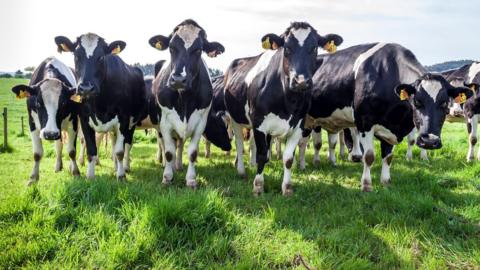 A group of black and white cows are lined up, staring at the camera. They are standing on a field of lush green grass. They all have yellow ear tags