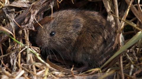 A field vole nestled in grass. The vole is brown and has small black eyes. 