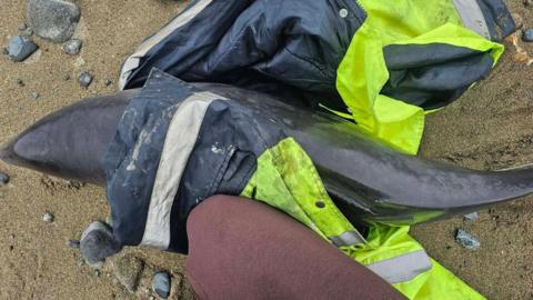 A porpoise wrapped in a high-vis jacket laid on a sandy beach. There is a man's knee next to the porpoise - wearing burgundy trousers.