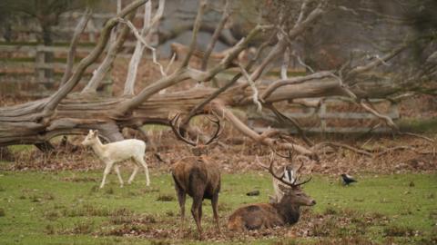 Deer near a large fallen tree