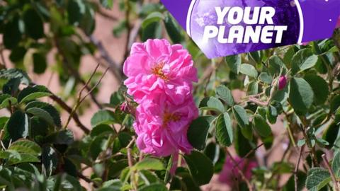 Pink roses and the Your Planet logo
