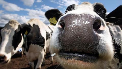 A number of cows in a field with one putting its nose very close to the camera. The cows are black and white.