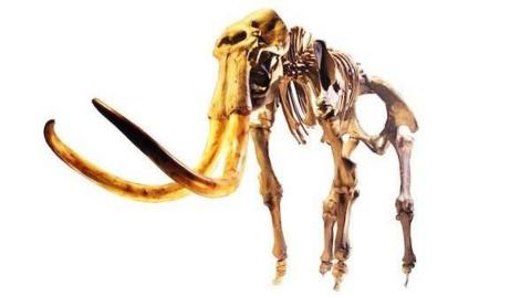 A digitised photo of a large brownish-yellow mammoth skeleton, put together as if it were standing. It has long curved tusks and is on a white background