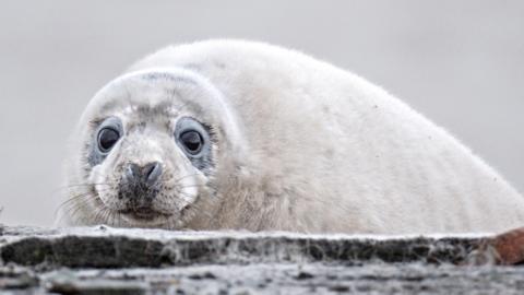 A grey seal pup looks toward the camera as it rests on a beach. It has white fur and large dark eyes.
