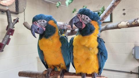 Blue-throated macaws Lily and Margot sit on a branch in an enclosure