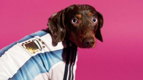 sausage dog wearing Argentina kit