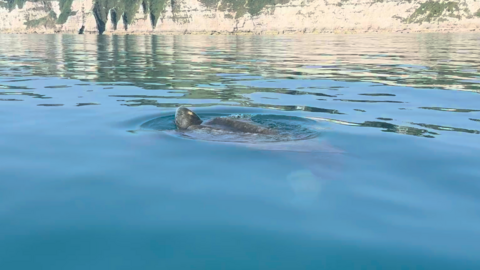 The leatherback turtle swims through the calm waters. It is holding its head out of the water. 