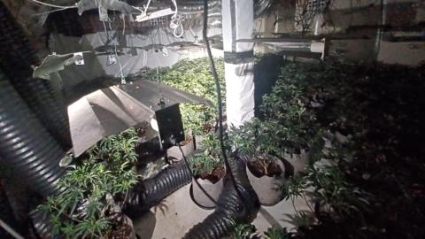 Cannabis plants in the property