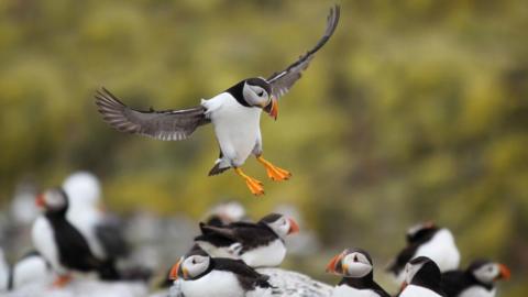 A puffin which is white and black with yellow feet has its wings outstretched and is in mid-flight. Other puffins can be seen resting on rocks below. The background is blurred and green.