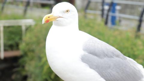 A detailed close-up of a seagull, featuring its white and gray plumage and a distinctive yellow beak marked with a red spot near the tip. The bird gazes slightly leftward, set against a softly blurred backdrop of green foliage and hints of a metal fence or railing.