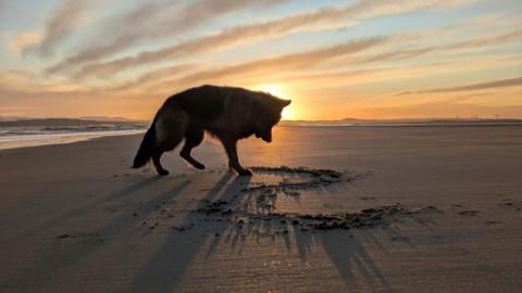 A silhouetted dog scratching at the sand on a beach at sunset, with long shadows and streaked clouds in the sky.