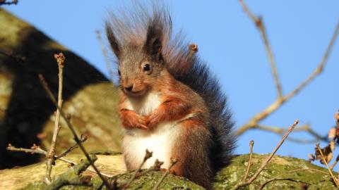 A red squirrel perched on a branch with its paws together. It is a gingery colour and has a bushy tail