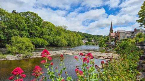 Tall red flowers on a river bank with a river, church spire and trees behind, with white cloudy sky above