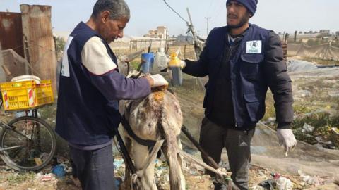 Donkey receiving treatment in Gaza