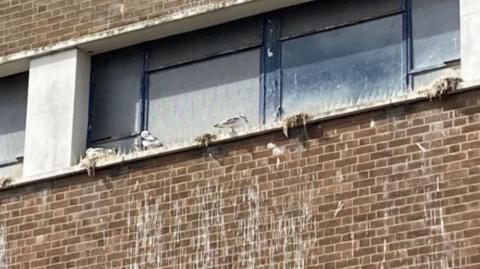 Seagulls sit on a window ledge with the brick wall underneath being covered in white bird droppings