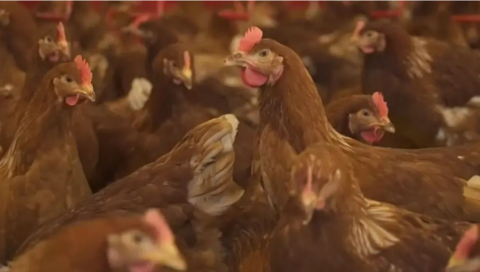 Several hens 