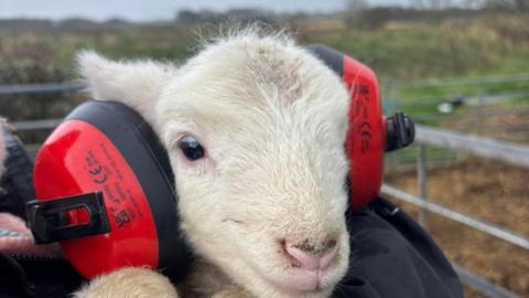 A baby lamb has large red headphones on.