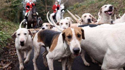 Dogs running in front of two  huntsmen on horses dressed in red coats.   