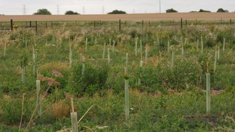 A large area with trees planted in it, and plastic around the tree stumps. There is a field in the distance. Fence posts are also in the distance. The trees are surrounded by foliage.