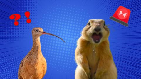 Long-billed curlew next to a prairie dog