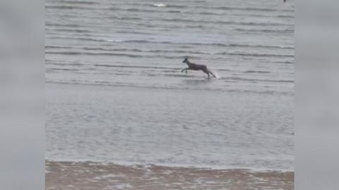 Still from a video showing a deer running through the water on Cleethorpes beach.