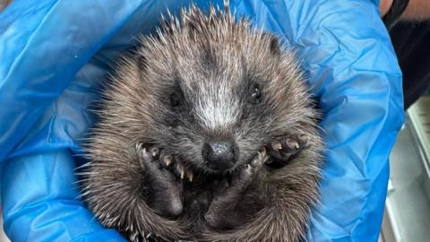 A small hoglet curled into a ball in someone's hand. It has small black eyes and is light brown with prickles. The person is wearing a blue latex glove.