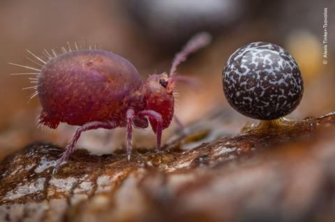 tiny bug on wood, close up