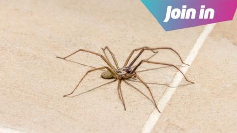 A house spider.