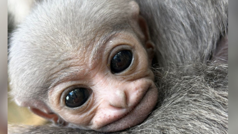 The photo shows a baby gibbon with large eyes, resting its head on the shoulder of another gibbon.