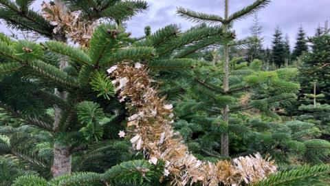 Gold tinsel is hanging on a Christmas tree among a forest of trees 