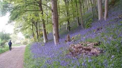 Bluebells on a grassy bank in a forest with a path running alongside the trees
